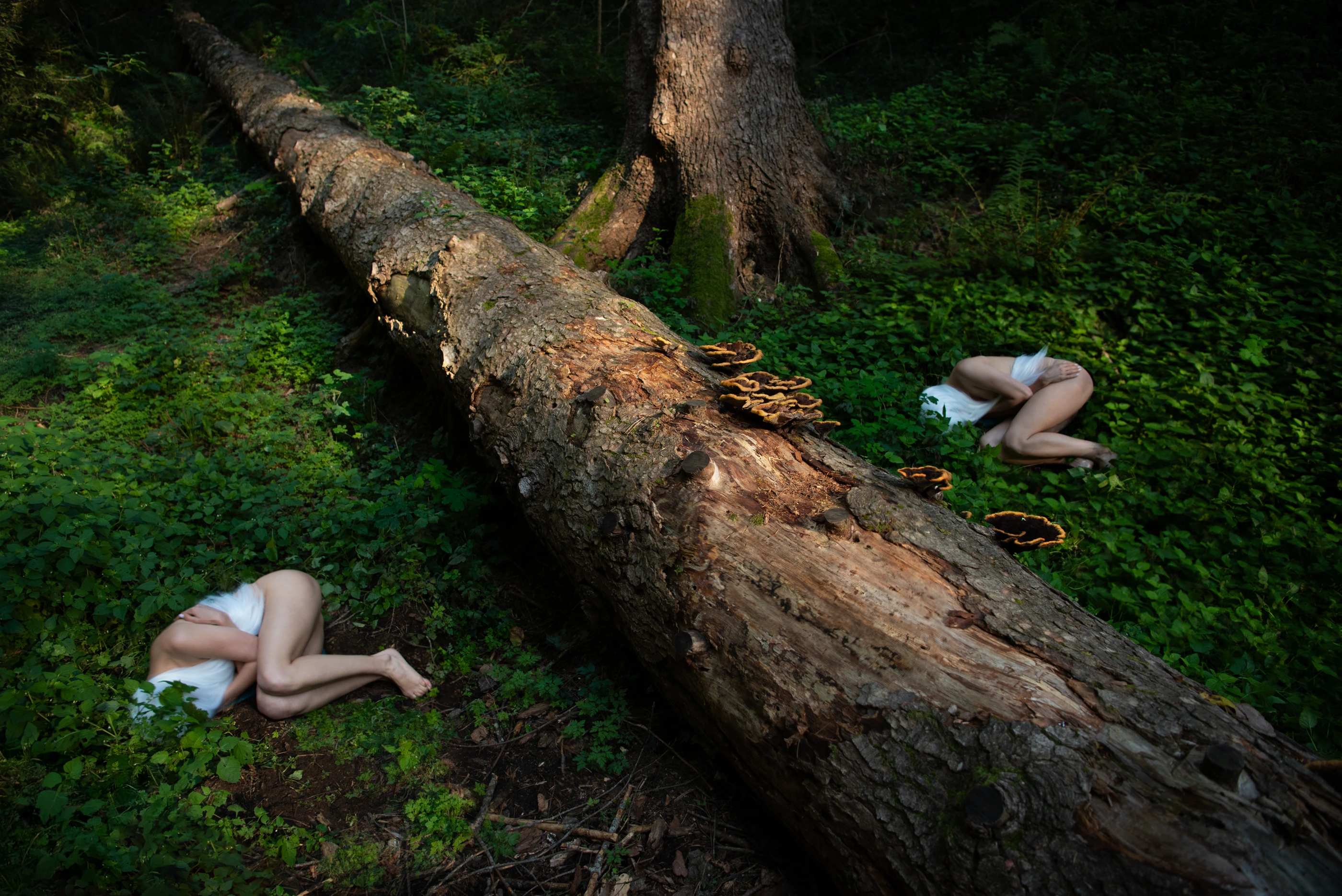 Whisper of the Forest frame 10