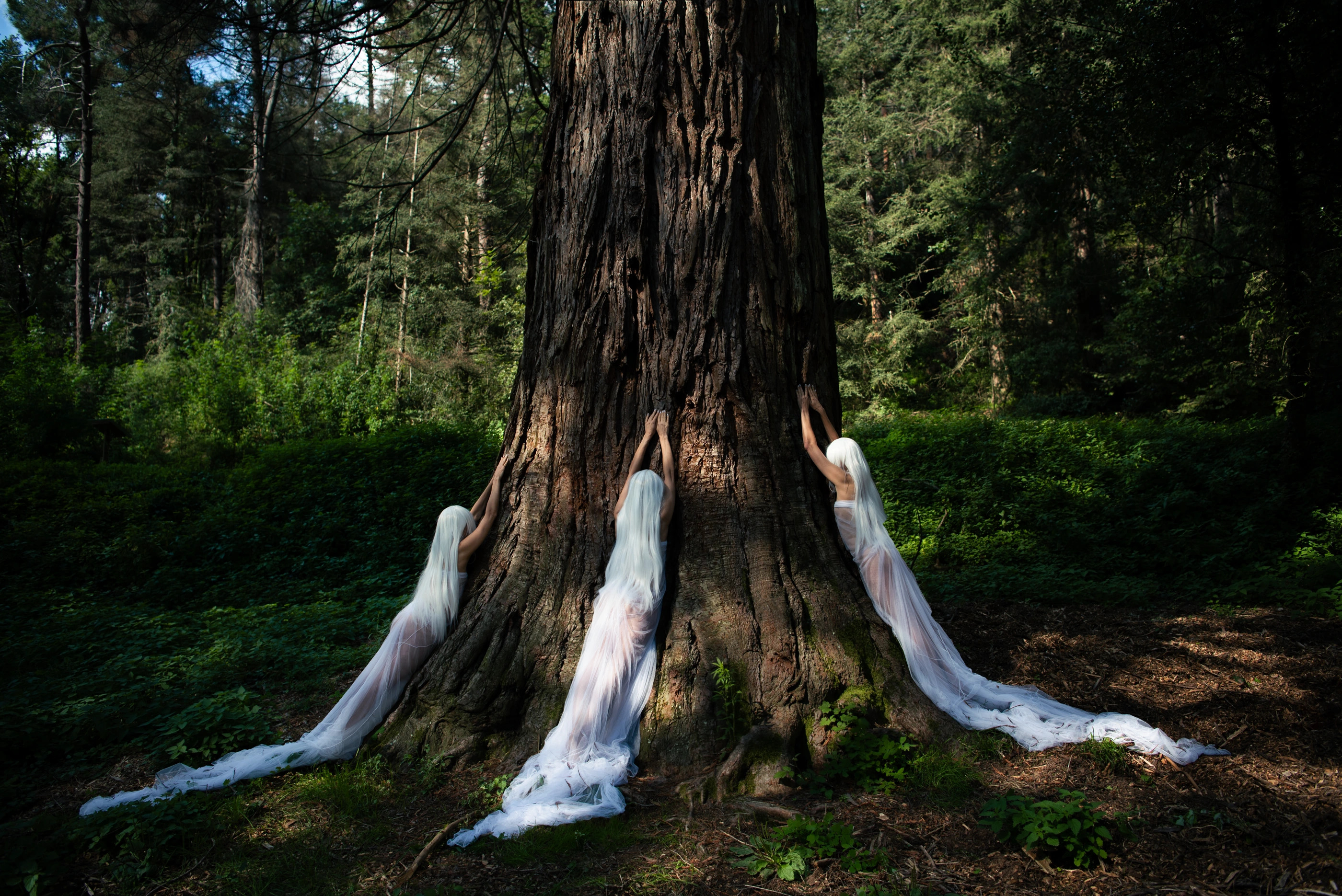 Cover image from Whisper of the Forest